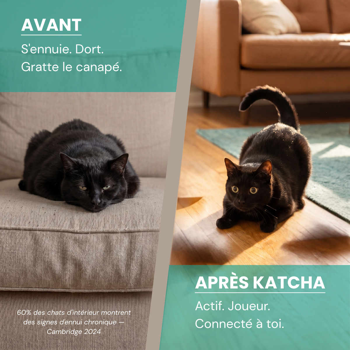Katcha — Le Gant anti ennui pour Chat