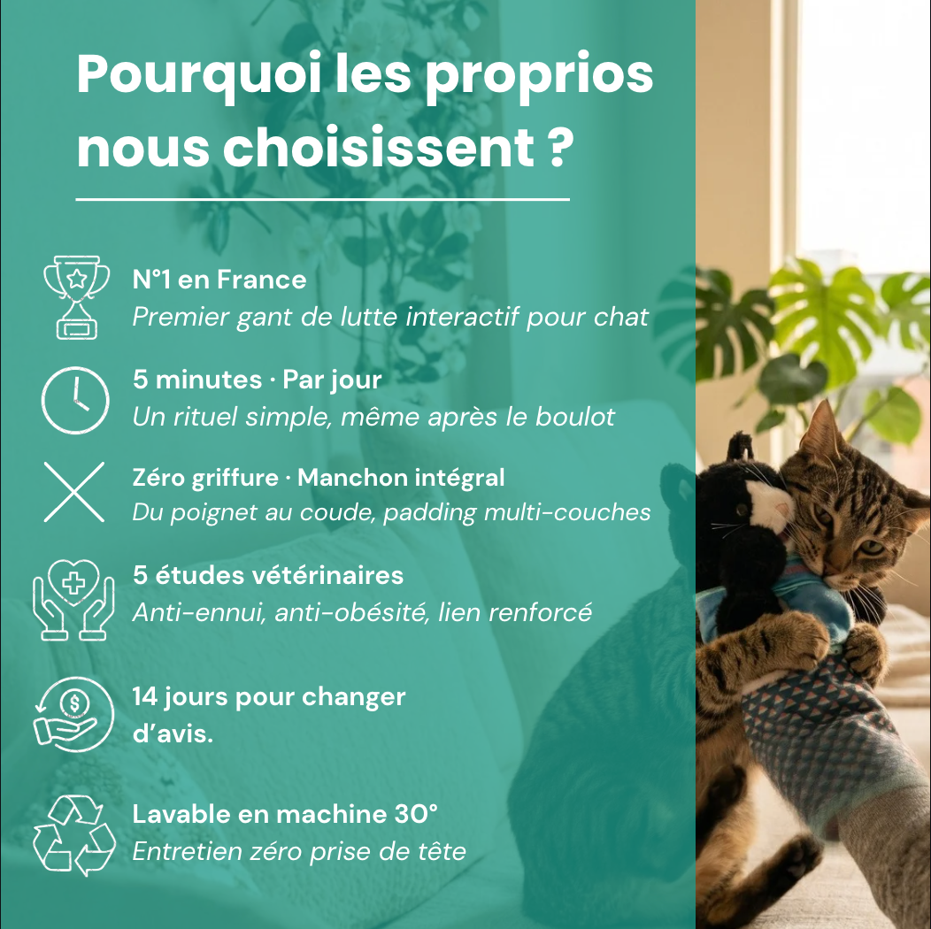 Katcha — Le Gant anti ennui pour Chat